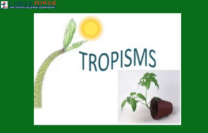 tropism