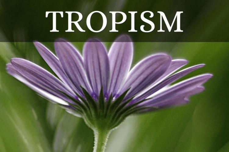Tropism in Plants - Detailed Explanation with Types_3.1