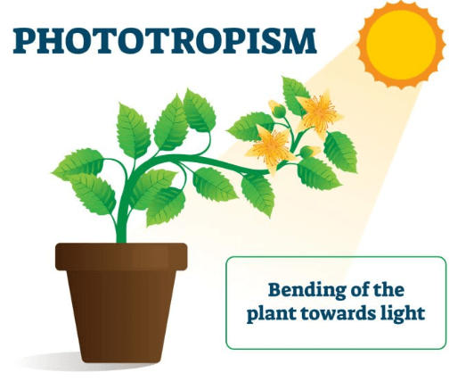 Tropism in Plants - Detailed Explanation with Types_4.1