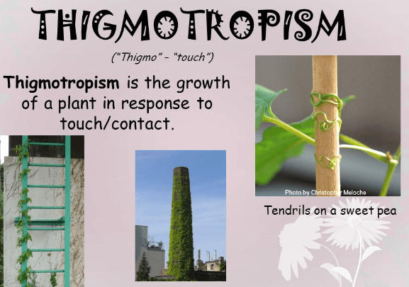 Tropism in Plants - Detailed Explanation with Types_6.1