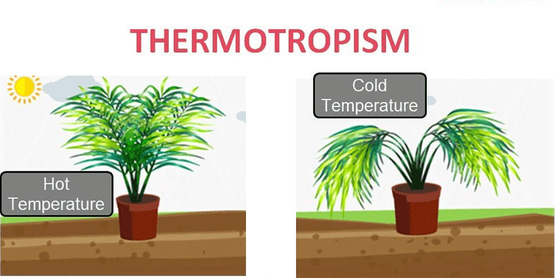 Tropism in Plants - Detailed Explanation with Types_9.1