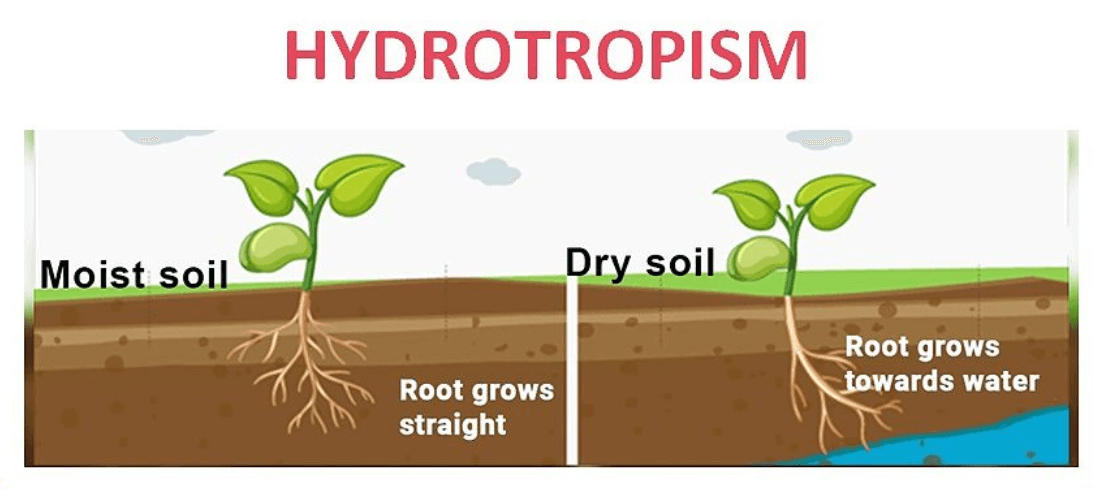 Tropism in Plants - Detailed Explanation with Types_7.1