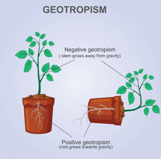 Tropism in Plants - Detailed Explanation with Types_5.1