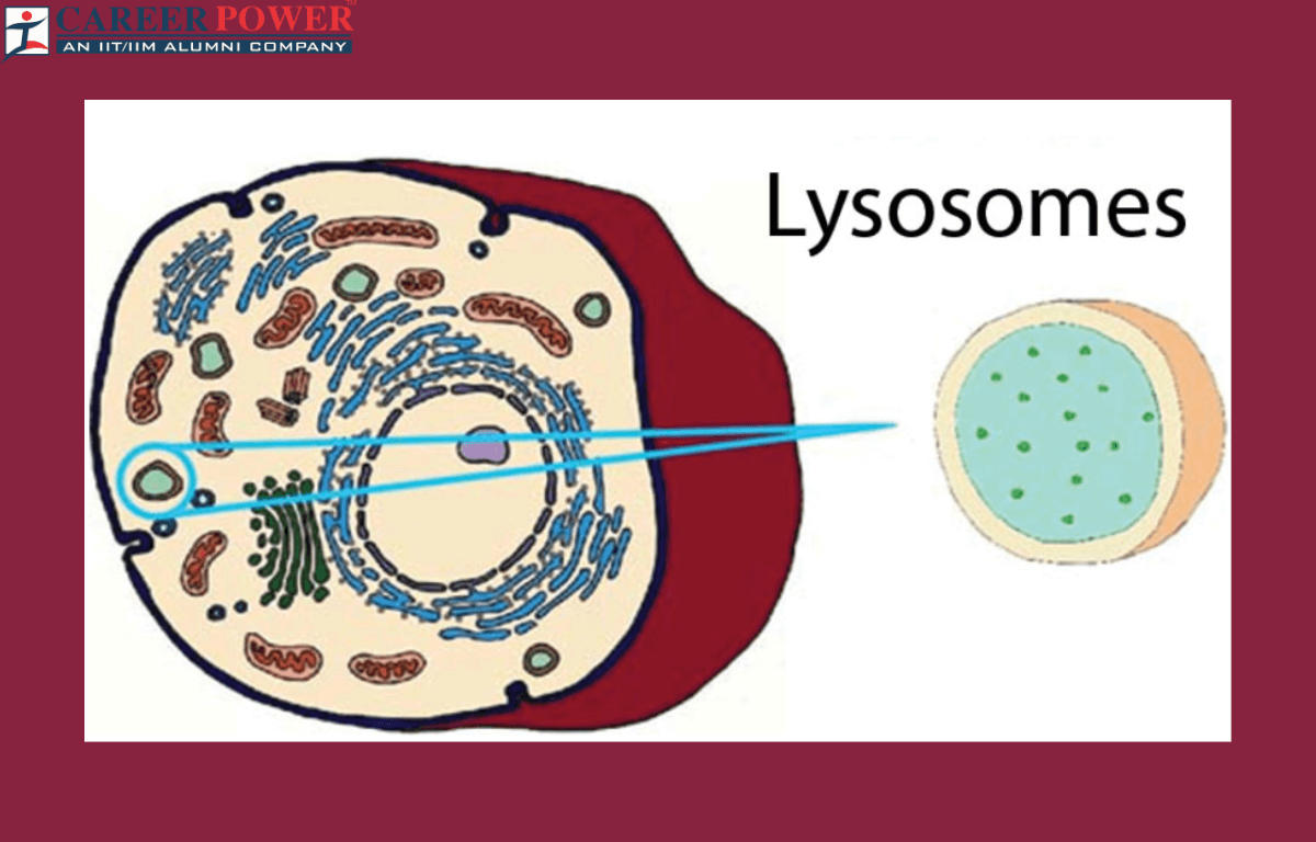 Lysosomes - Definition, Diagram, Structure and Functions_20.1