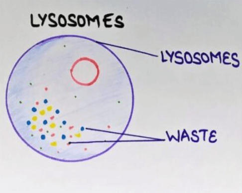 Lysosomes - Definition, Diagram, Structure and Functions_40.1