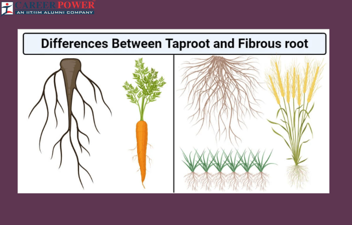Difference Between Tap Root and Fibrous Roots_20.1