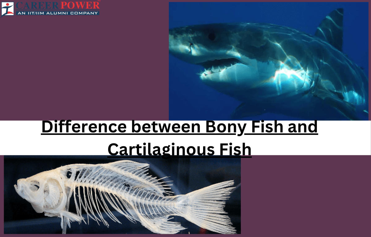 difference between bony and cartilaginous fish