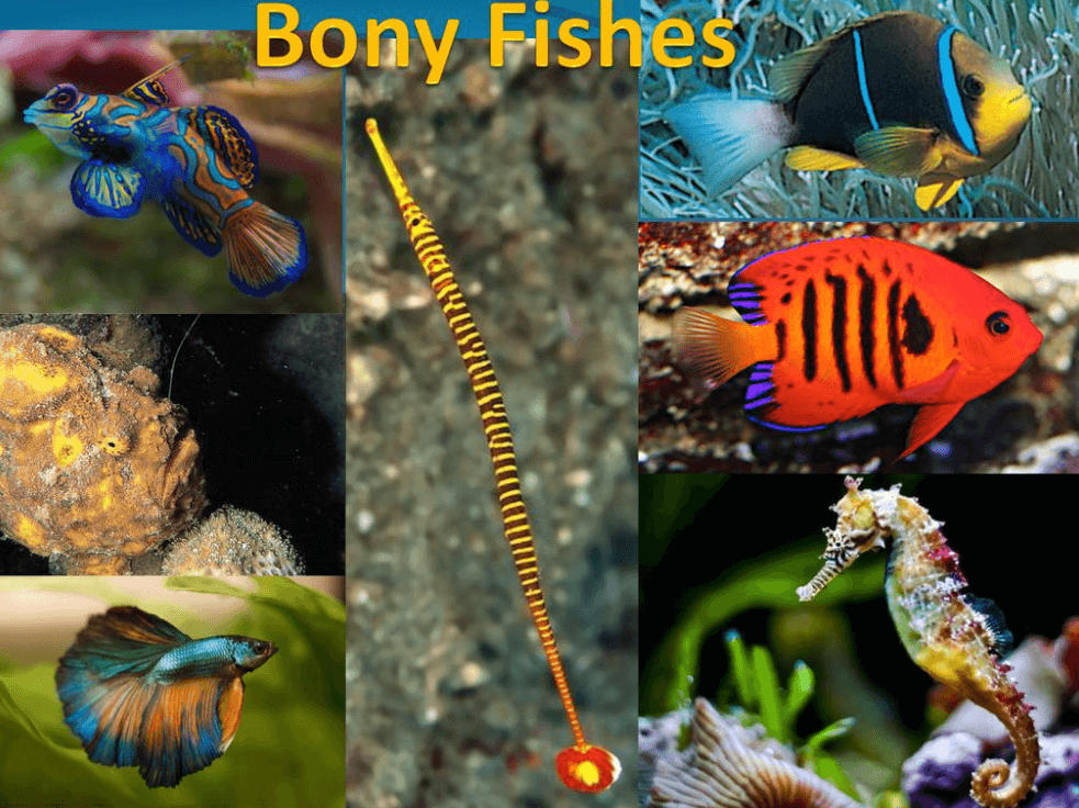 Bony Fish vs Cartilaginous Fish - Differences and Similarities_3.1