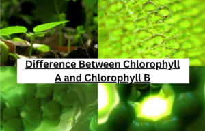 difference between chlorophyll A and chlorophyll B