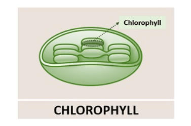 Chlorophyll A and Chlorophyll B: Definition, Differences, and Importance_3.1