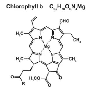 Chlorophyll A and Chlorophyll B: Definition, Differences, and Importance_5.1