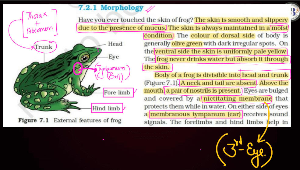 Frogs - Anatomy, Morphology, and Features (Complete Guide)_4.1