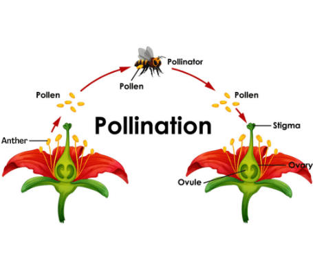 Pollination vs Fertilization - Differences, and Similarities_30.1