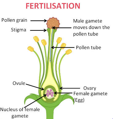 Pollination vs Fertilization - Differences, and Similarities_40.1