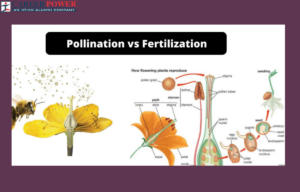 difference between pollination and fertilization