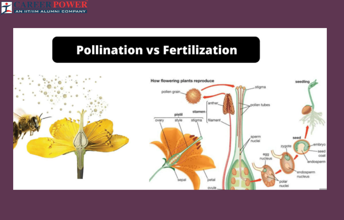 Pollination vs Fertilization - Differences, and Similarities_20.1