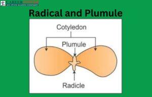 Radicle and Plumule