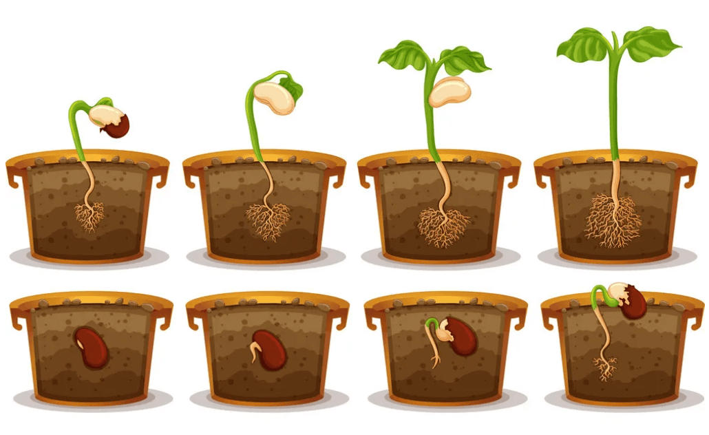 Seed Germination: Definition, Process, and Factors Affecting the Process_60.1