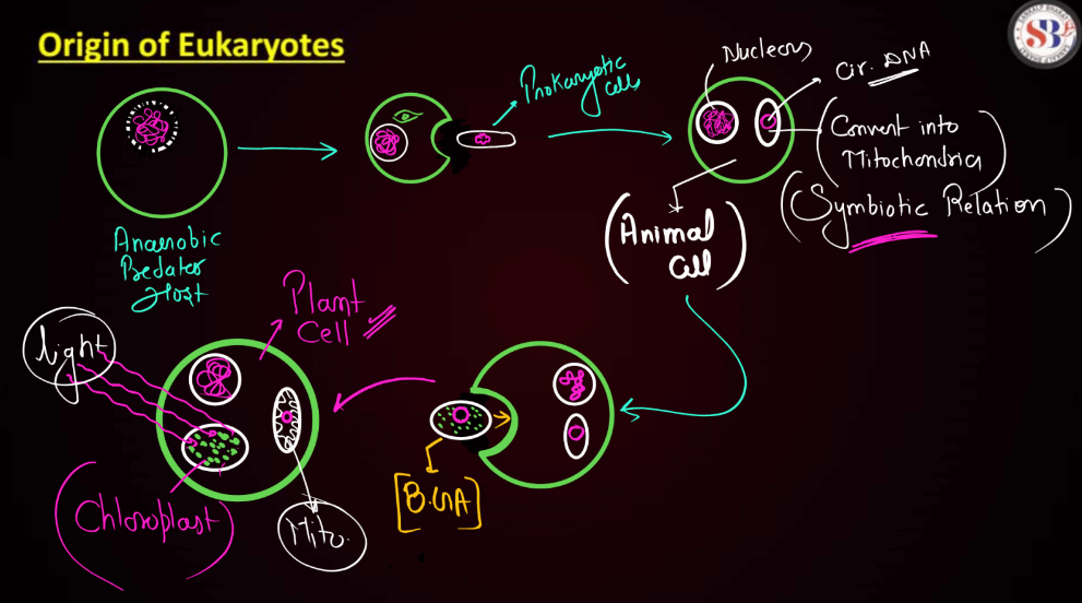 Biological Evolution: Origin of Eukaryotes and Prokaryotes_5.1