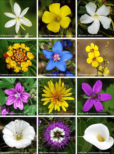 Flowers Names in English, List of 50 Flowers Name_30.1