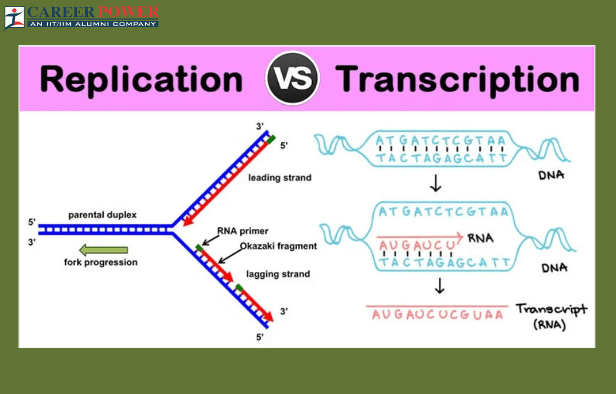 difference between replication and transcription