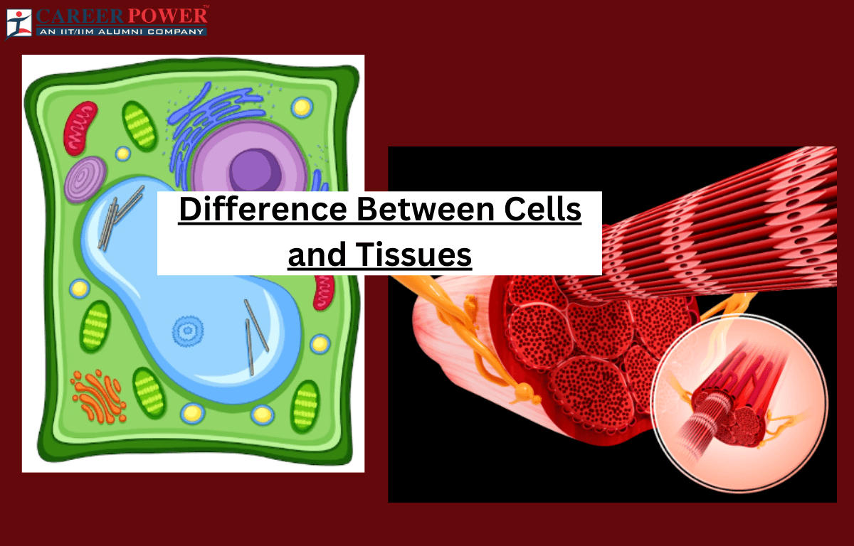 difference between cells and tissues