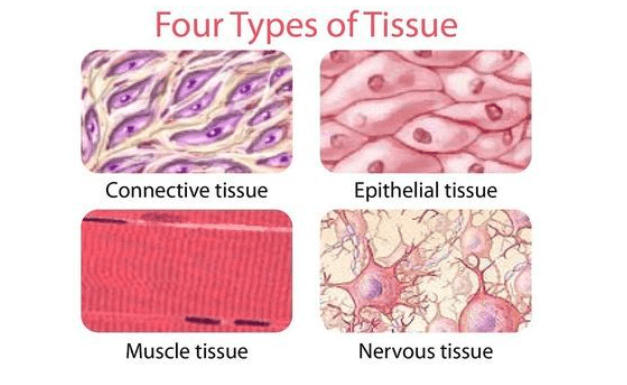 Cells and Tissues: Definition, Differences, and Functions_4.1