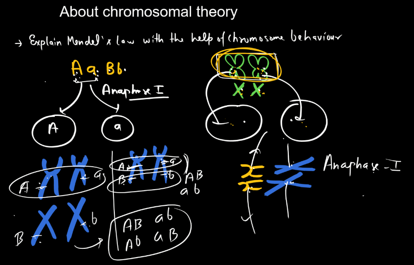 Chromosomal Theory of Inheritance_60.1