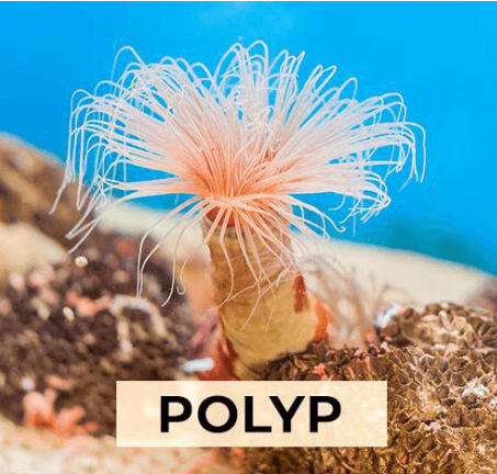 Difference Between Polyp and Medusa_3.1