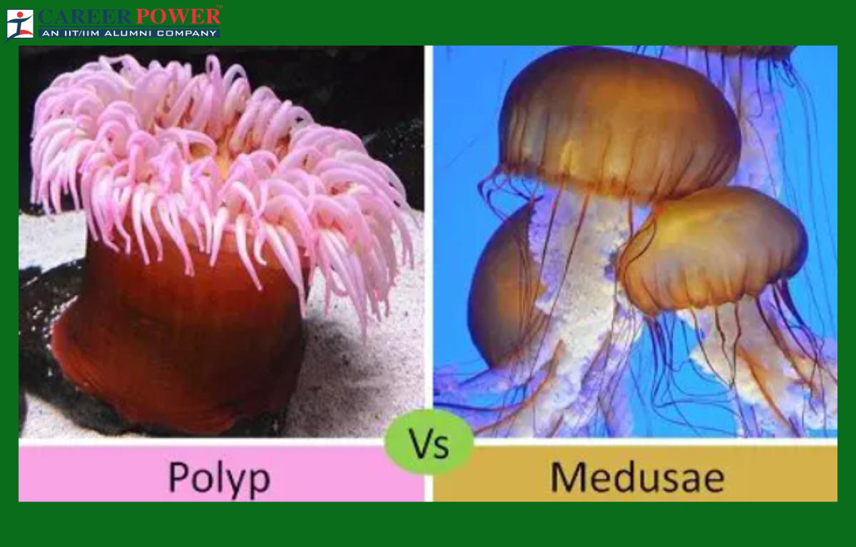difference between polyp and medusae