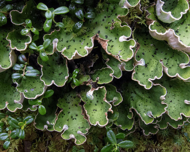 Fungi and Lichens: Definition, Differences, and Functions_40.1