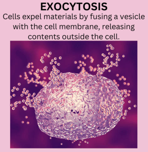 Exocytosis and Endocytosis: Definition, Differences, and Importance_3.1