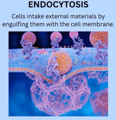 Exocytosis and Endocytosis: Definition, Differences, and Importance_4.1