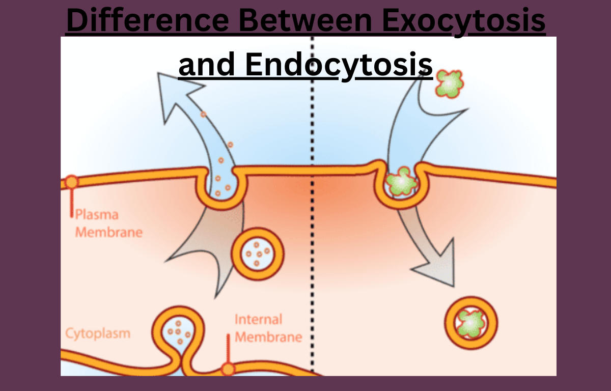 difference between exocytosis and endocytosis