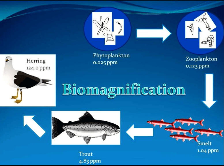 Biomagnification and Bioaccumulation: Definition, Differences, Importance_40.1