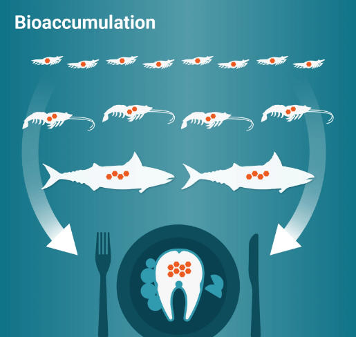 Biomagnification and Bioaccumulation: Definition, Differences, Importance_5.1