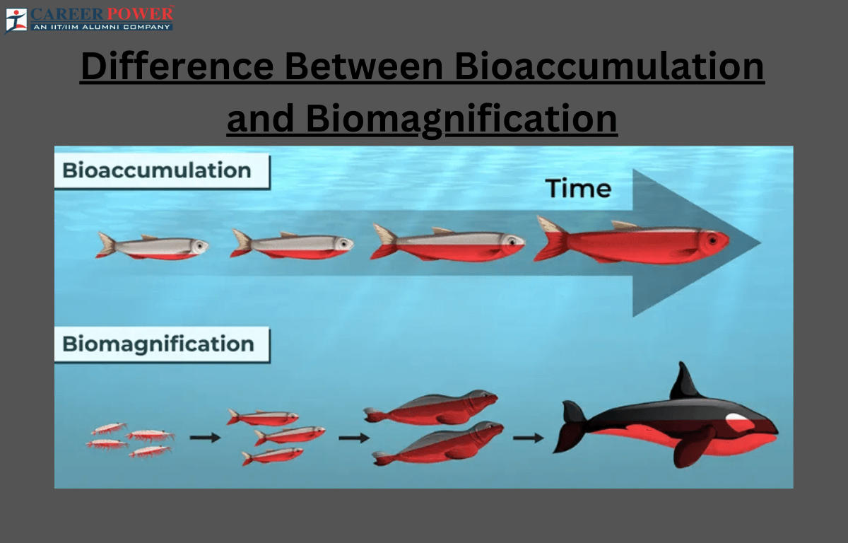 Bioaccumulation and biomagnification 1