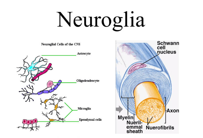 Difference Between Neurons and Neuroglia_4.1