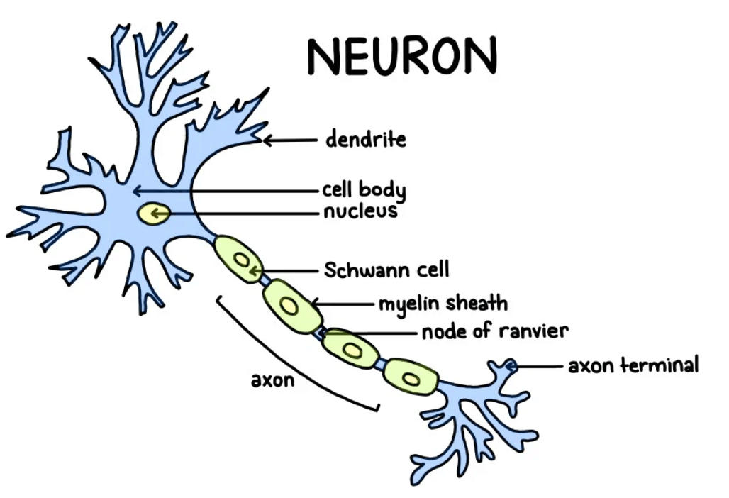 Difference Between Neurons and Neuroglia_3.1