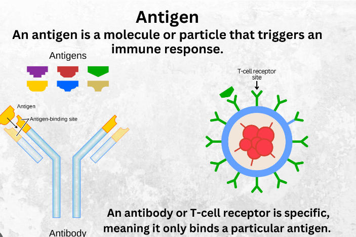 Difference Between Antigen and Pathogen_3.1