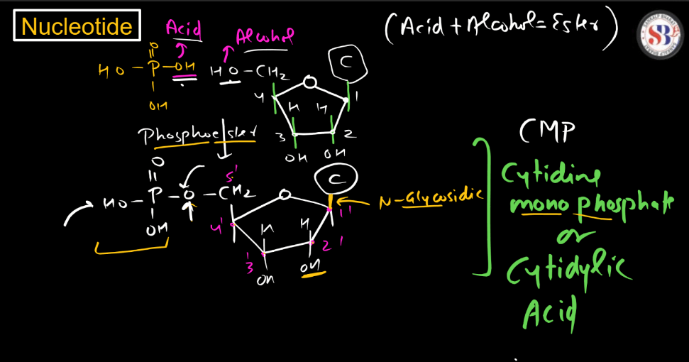 Nucleotide: Definition, Structure, and Functions_3.1