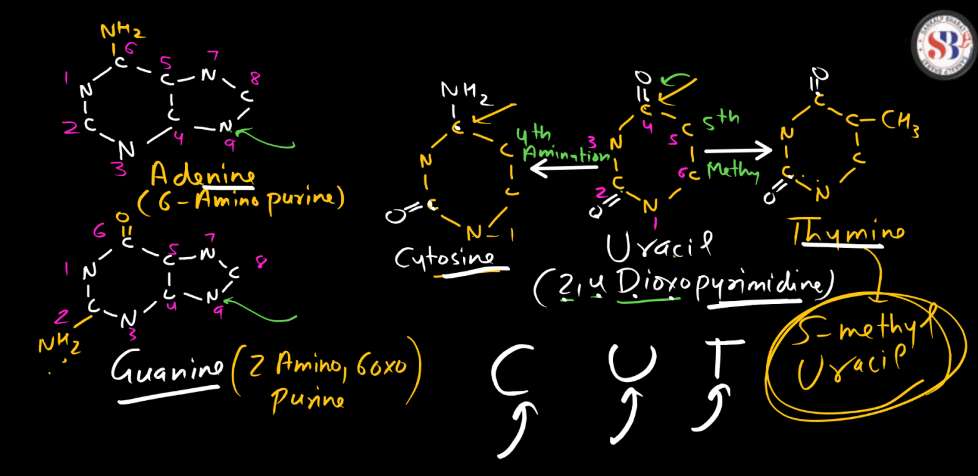 Nucleotide: Definition, Structure, and Functions_7.1