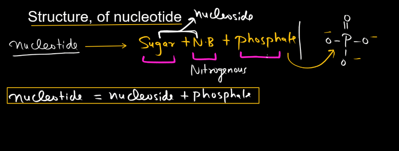 Nucleotide: Definition, Structure, and Functions_4.1