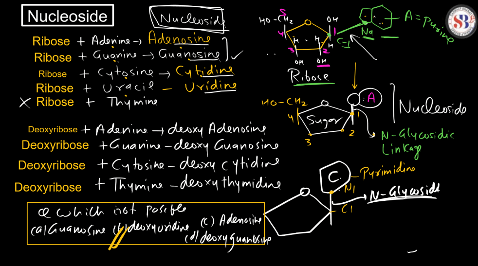 Nucleotide: Definition, Structure, and Functions_8.1