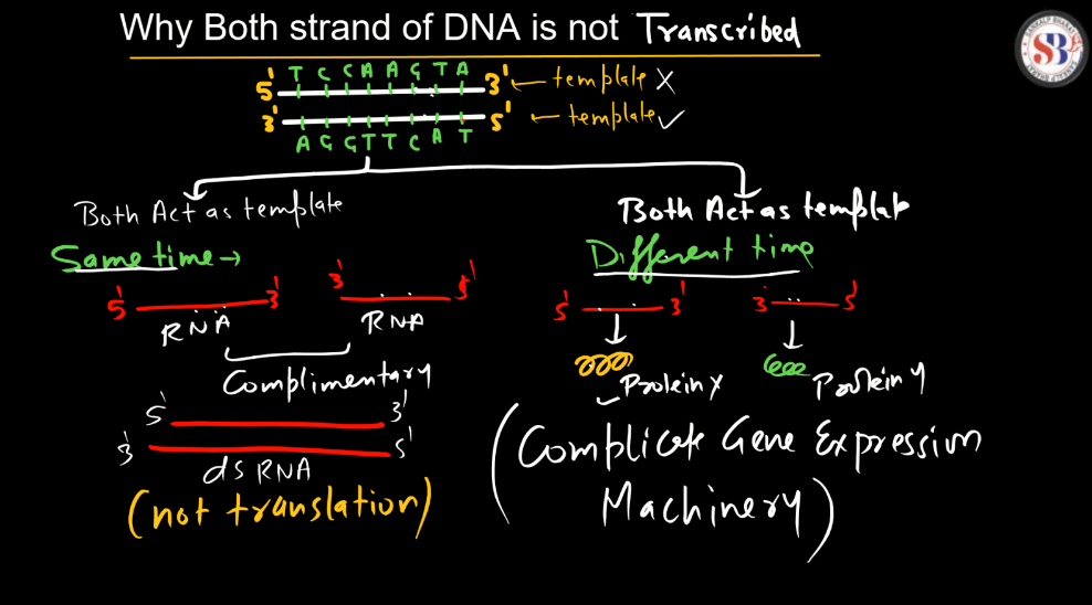 Transcription - Process, Unit, RNA Polymerase, Types of RNA_60.1