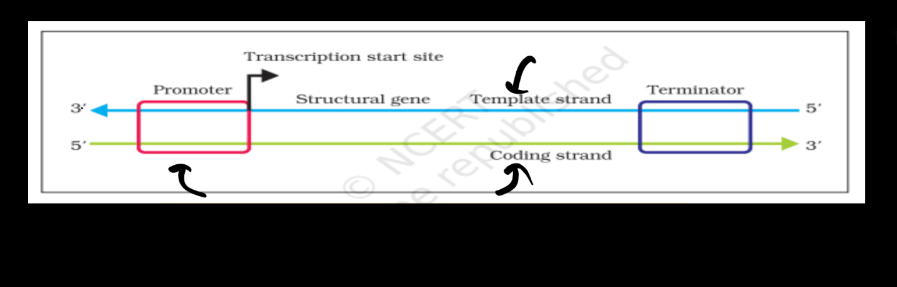 Transcription - Process, Unit, RNA Polymerase, Types of RNA_130.1