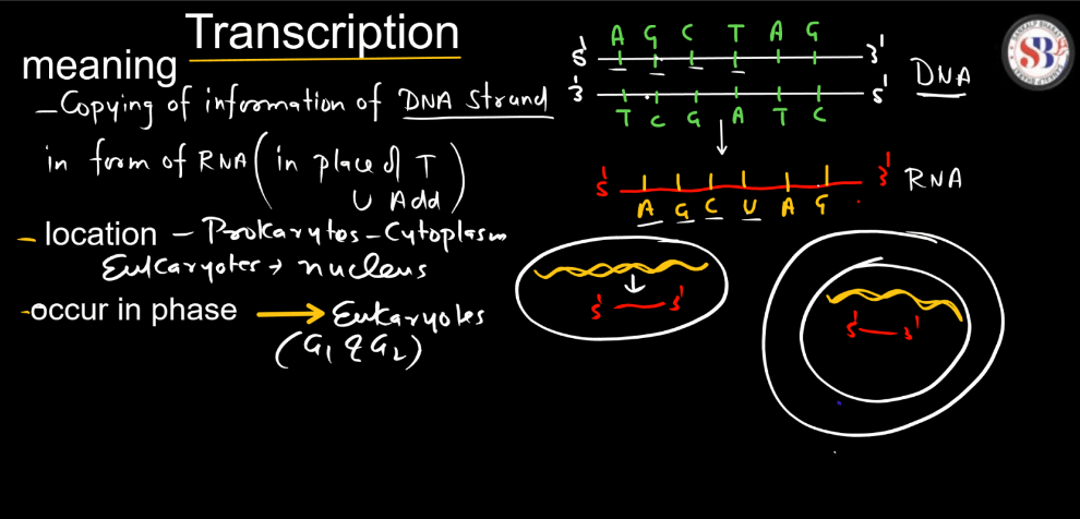 Transcription - Process, Unit, RNA Polymerase, Types of RNA_3.1