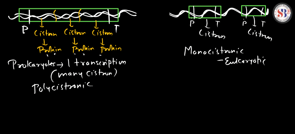 Transcription - Process, Unit, RNA Polymerase, Types of RNA_17.1