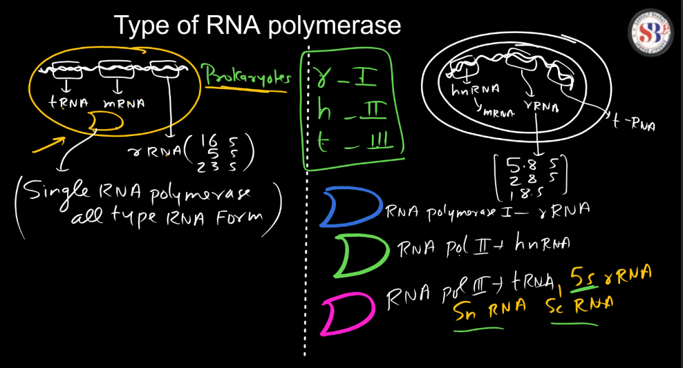 Transcription - Process, Unit, RNA Polymerase, Types of RNA_80.1