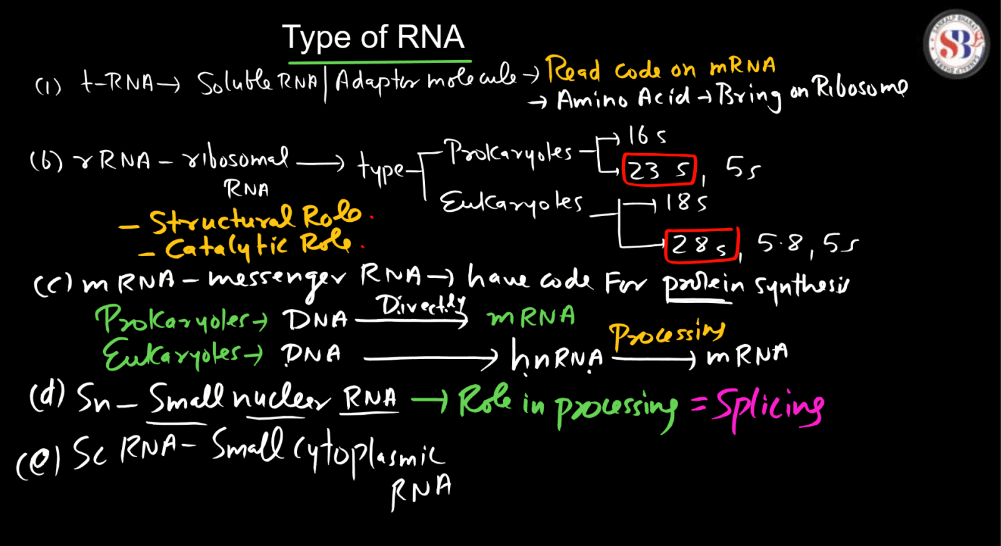 Transcription - Process, Unit, RNA Polymerase, Types of RNA_260.1